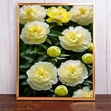 Photo Gallery fghgbf 5d light yellow flowers diamond painting kits for adults beginners,diy square full drill diamond art crystal rhinestone cross stitch painting by numbers picture for home wall decor 90x110cm Photo Gallery fghgbf 5d light yellow flowers diamond painting kits for adults beginners,diy square full drill diamond art crystal rhinestone cross stitch painting by numbers picture for home wall decor 90x110cm