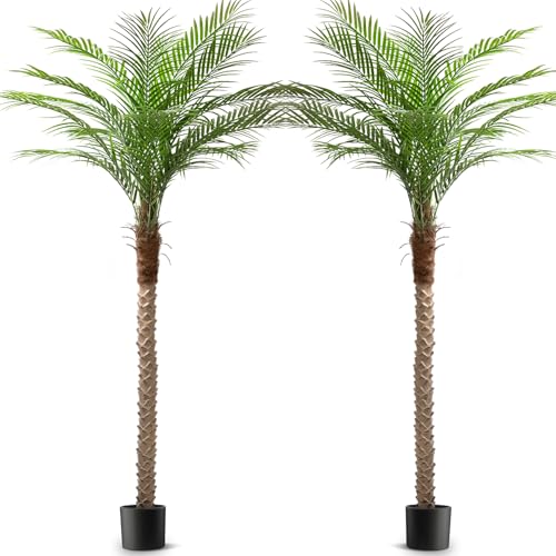 Vitalismo Phoenix Palm
