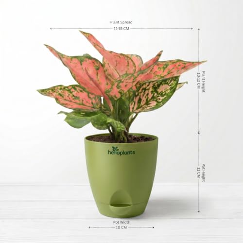 Image of Variegated Money Plant & Aglaonema Pink Valentine Live Indoor 2-Plant Combo in 4-Inch Self-Watering Matte Green Pots | Vastu Lucky Houseplants for Stylish Home & Office Decor