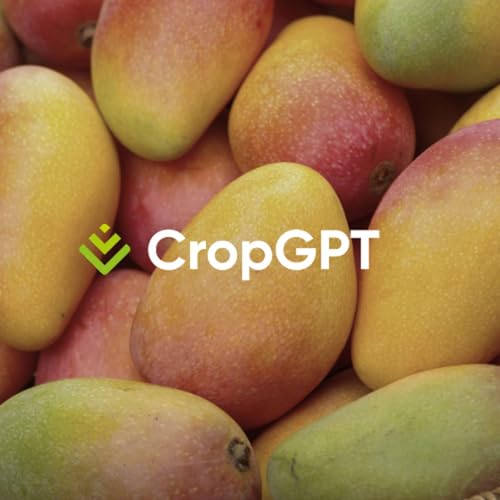 Mangos - On the Ground in Mexico