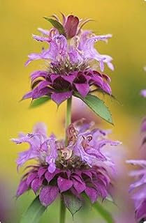Heirloom Garden Wild Bergamot Bee Balm 300 Seeds - Monarda fistulosas, Organic Fresh Seeds Non-GMO, Indoor/Outdoor Seed for Planting Home Garden