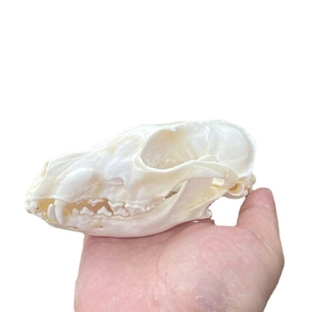 DRXRD Taxidermie Tierknochen, Echtes Tierschädel-Exemplar, Natürliche Schädel-Skelett-Dekor, zum Verständnis der Tierschädelstruktur und Sammlungen Fox Skull