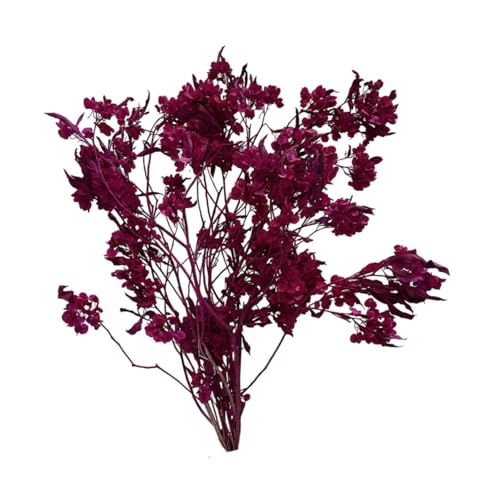 Ramo de Flores Secas Dodonaea Viscosa para Decoración miniatura 7