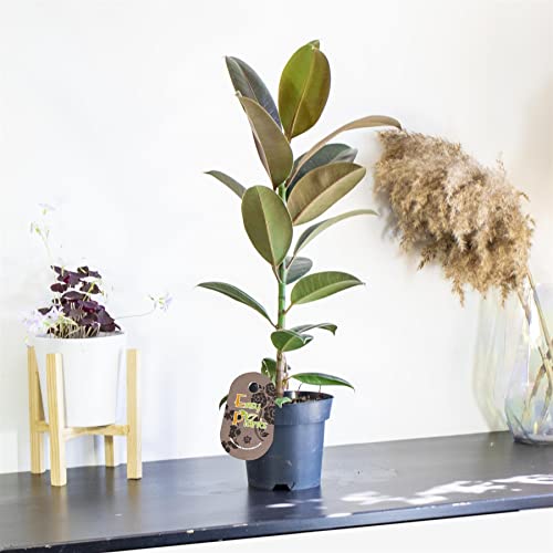 Easy Plants 1 Rubber Fig Robusta Ficus elastica in 17cm Pot Evergreen Floor Plant shiny leaves