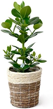 観葉植物 本物 8号+6号セット アレカヤシ8号・ クルシア・ロゼア6号 【ツートーン鉢カバー付】