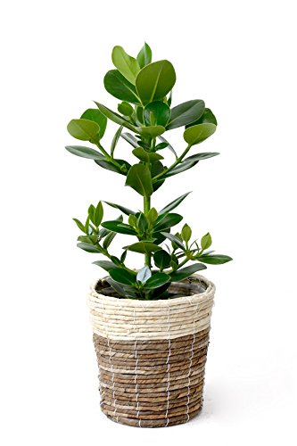 観葉植物 観葉植物】グズマニア 3色寄せ植え 7寸鉢 | 観葉植物 | 橋本種苗