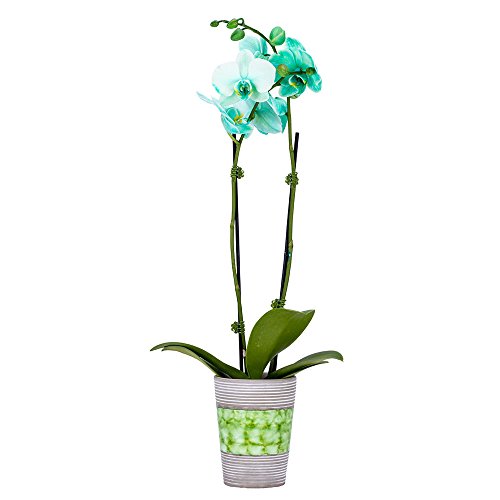 DecoBlooms Living Green Orchid Plant - 3 inch Blooms - Fresh Flowering Home Décor