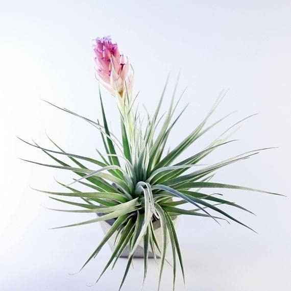 zaprics trading Tillandsia Cotton candy Air Plant, Live Flower Plants without Pot for Home | air plants for beginners air plant| include 1 big size air plants for home decoration (B0BN7MBBN3) Amazon Price History, Amazon Price Tracker