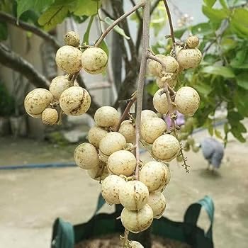 Image of All-Time12 Months Hybrid Grafted Guti Kolom Live Fruit Plant Original & Authentic for Outdoor Fast-Growing Fruit Plant Home Pack Of-1 (White Longan plant Pack of-1, Medium)