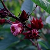 Semillas de Hibiscus sabdariffa, semillas de silvestres invernaderos de balcón semillas de de verano de jardín de rocas resistentes 80pcs