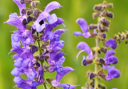 500 Samen Wiesensalbei Samen Salvia pratensis heimischer mehrjähriger winterharter Salbei Bienenfreundliche Salbei Pflanze