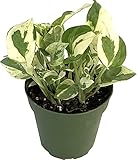 Epipremnum Happy Leaf - Potho Variegata - Planta de Interior - Planta Natural
