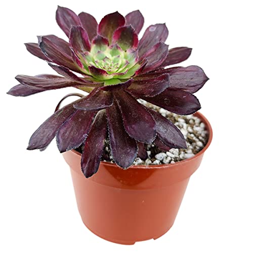 Aeonium Mardi Gras 4 Inch | Premium Colorful Collection Of Live Aeonium Succulent Plants | Healthy Rosettes Succulents Fully Rooted In 2/4/6 Inch Sizes | Mother's Day Gift Rare Varieties #TOP1