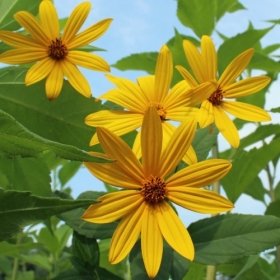 Jerusalem Artichoke - Beaver Valley Purple Variety - Organic Sunroot Sunchoke Sunchokes (Helianthus tuberosus) (3)