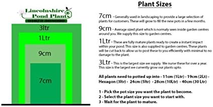 Lilaeopsis brasilensis (Brazilian Micro Sword) - Marginal Pond Plants - Pond Plants - Water Plants-None-7 cm