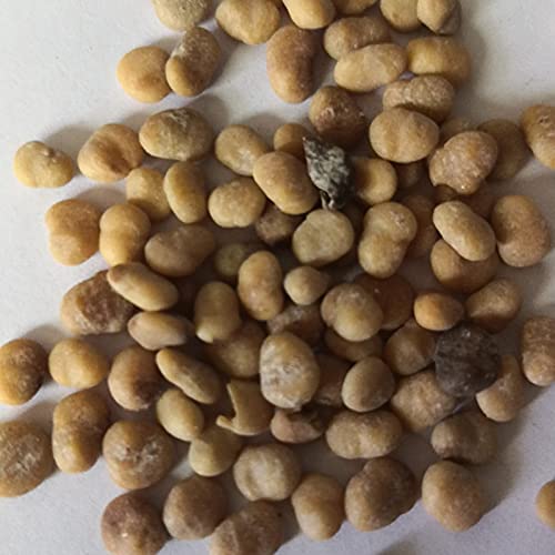 Zaden voor tuinieren,100st Calathea Ananas Bloem Gemengde Potplant Bonsai Zaden Bureau Decor - Afbeelding 3