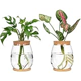 ZITIXO 水耕栽培用の木製トレイと蓋付きの2個の独立したデスクトッププラントテラリウムセットキット 透明 ボトル型 おしゃれ 軽量 室内 (二つ入り600ml)