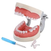 Typodont Teeth Model - Dental Practice Typodont Model with Removable Kilgore Typodont Teeth and a Small Screwdriver