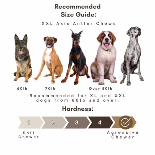 WhiteTail Naturals - Jumbo Antler Dog Chews - Tough Axis Deer Horn Antlers for Dogs (2 Pack -XL) Durable Natural Dog Bones for Aggressive Chewers | American Made Dog Antler