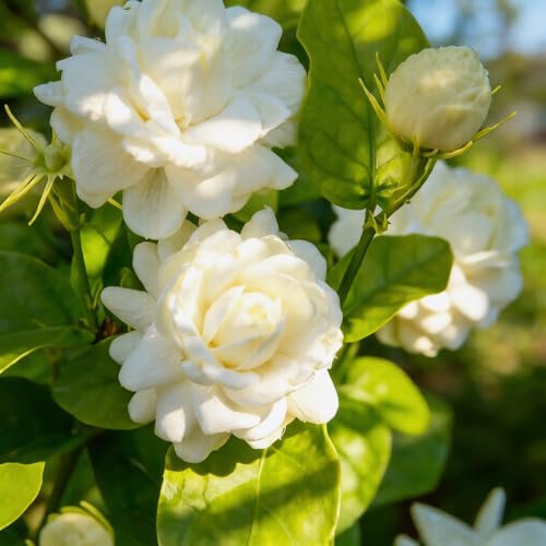Mixrug 300+ Jasmine Flower Seeds to Plant Outdoors-Arabian Jasmine Seeds