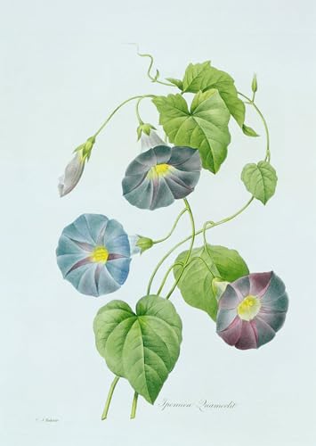 Impression Pour la Décoration Murale colorée de grand format