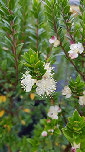 Myrtus communis ssp tarentina/Myrte de Tarente/Conteneur de 3 à 4 litres