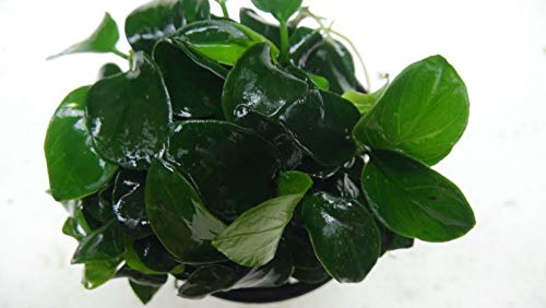 Anubias Nana Bonzai - Piante Vive per Acquario