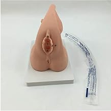 Catheterization Model, Female Internal and External Catheterization Model, Medical Practice Traning Model for Gynecology Medical Educational Training Aid