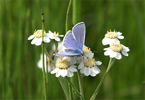 Miniatura 3 de 150 semillas de flor de hierba de perlamilenrama blanca doble Achillea Ptarmica