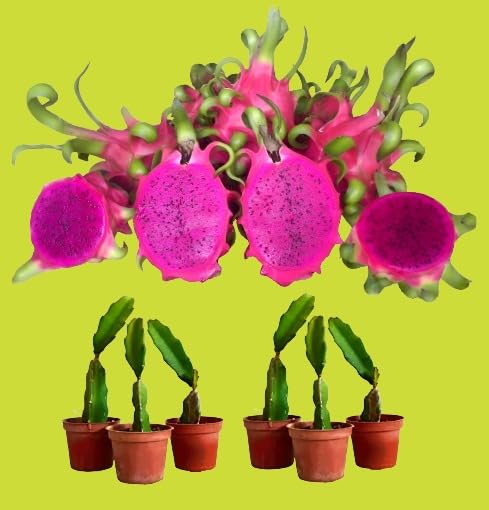 Green view" Combo Rare Red Purple Flesh Dragon Fruit Plant "DRAGON FRUIT LIVE INDOOR OUTDOOR ORNAMENTAL PLANT - 1-1.5 Ft Height Pitaya Hylocereus polyrhizus 6 Cutting On Poly Bag (B0BSSW1V6S) Amazon Price History, Amazon Price Tracker