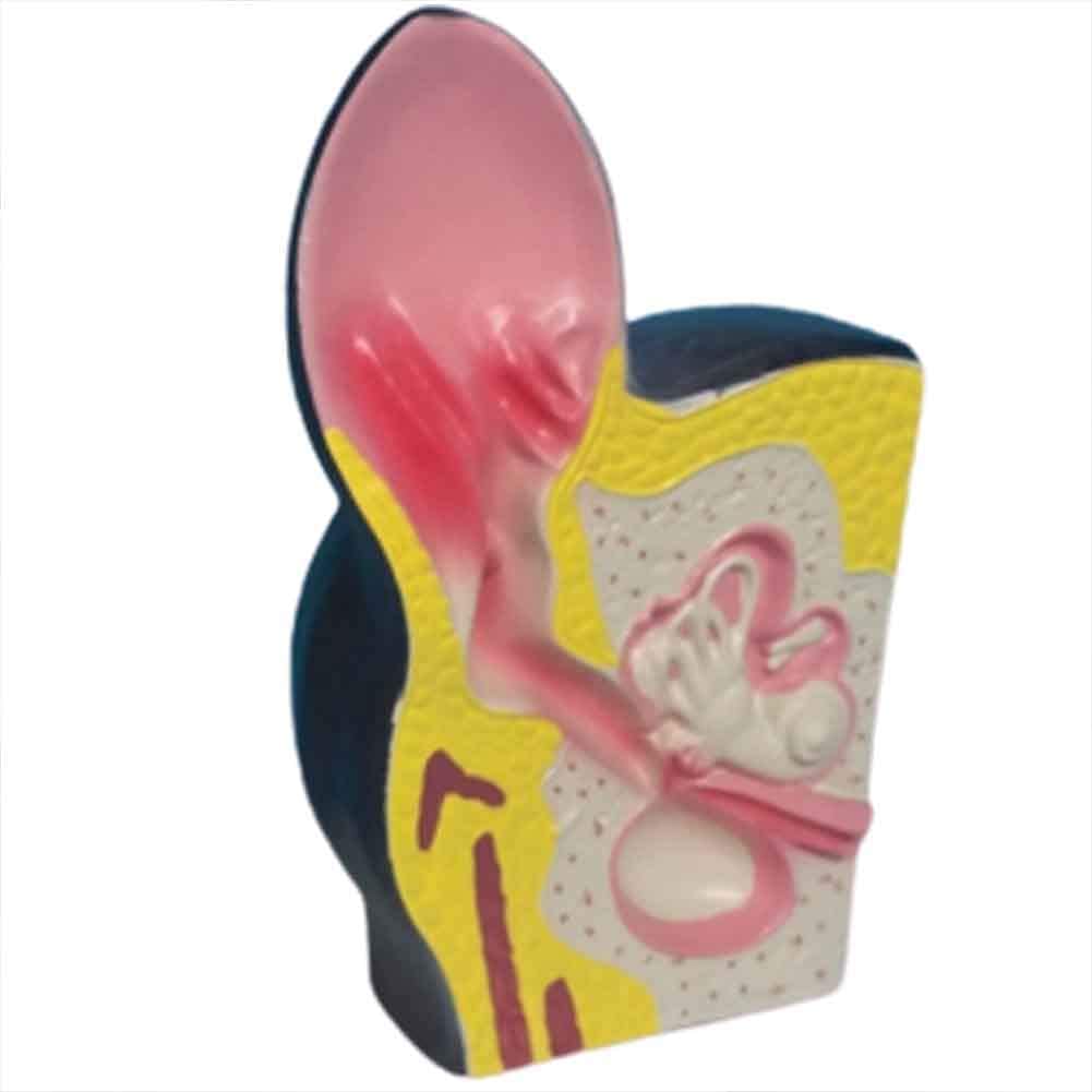Model Anatomii Model Ucha Psa, Anatomiczny Materiał PVC - Modele Medyczne I Materiały, Model Edukacyjny - Pomoc Medyczna Weterynaria