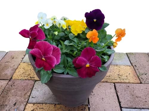 Amazon.co.jp: 寒さに強く屋外で春まで咲いて永く楽しめる【「パンジー