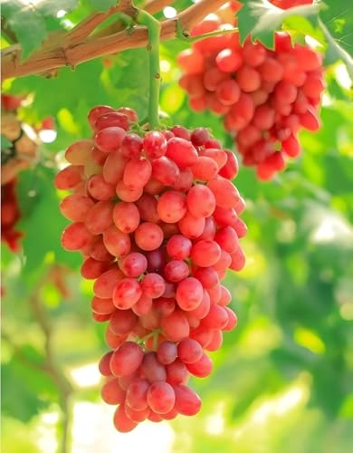 Image of G- All-Time 12 Months Hybrid (GRAFTED) Live Fruit Plant Original & Authentic Organic Tree for Outdoor Fast-Growing Fruit Plant Home Gardens Sweet Healthy Plant Pack Of-1 (Red Grapes Plant, Medium)