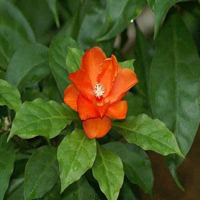 Ashokavanam Wax rose cactus plant (pereskia bleo) medicinal scrub plant (B097CKFWL7) Amazon Price History, Amazon Price Tracker