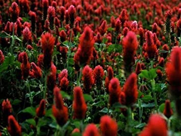 GEOPONICS Klee! Bold leuchtend rote Farbe! 30 Samen! Comb. S/H! Sehen Sie unseren Speicher!