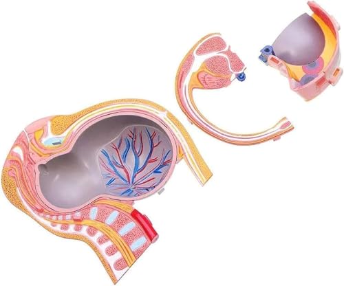 Modèle pelvis pregnancy 4D pour ateliers scientifiques enfants - 5