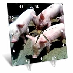 3 d Rose 3 Baby Pigs Desk Clock, 6 by 6 Inch (dc 50176 1 ) product image