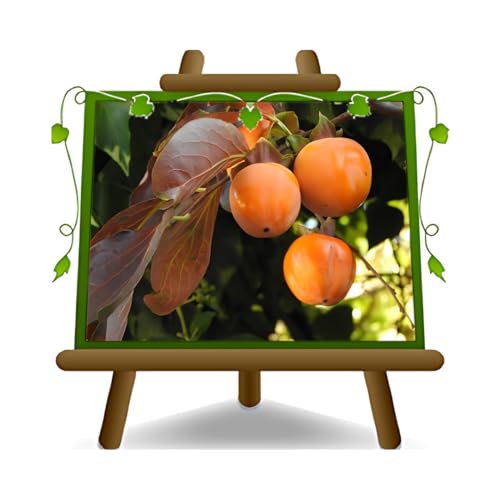 EURO PLANTS VIVAI Kaki Cioccolatino - Pianta da Frutto Antico su Vaso ø 24~26 cm - Altezza 180~200 cm - Età 4 Anni