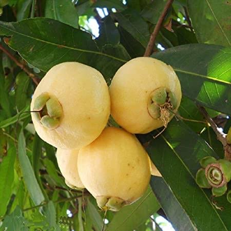 HYBRID Rose Apple Gulab Jamun Gulabi Jamun Jambos fruit Plant Plants Tree (B0B52BZ4XP) Amazon Price History, Amazon Price Tracker
