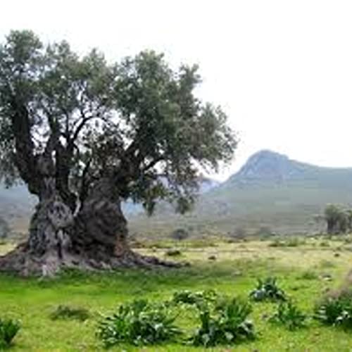 The Scroll in the Olive Tree; a 2000 year old hidden mystery!