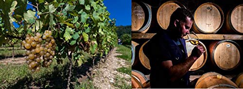 アランサット オレンジワイン N/V