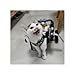 Dog Wheelchair Two Wheeled Cat Wheelchair Back Legs, Small Medium Large Dog Assist Brace Adjustable for Disability Paralysis, Pet Recover Stroller Walker Aid(Medium)