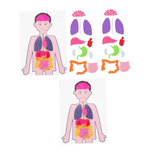 ORFOFE 2 Juegos Modelos de Órganos Humanos DIY para Kit Educativo de Torso Humano Desmontable de Aprendizaje Anatómico para Niñas Material Didáctico para Ciencias
