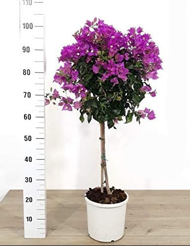 POWERS TO FLOWERS - BOUGAINVILLEA, BUGANVILLEA ALBERELLO VASO 20CM, pianta vera