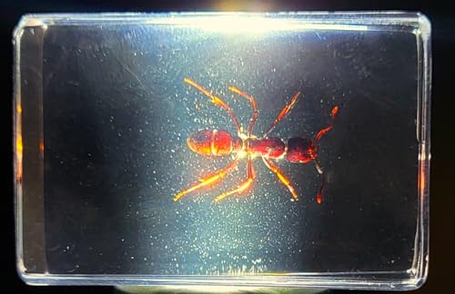 Image of 44mm Real Tropical Giant Ant in Crystal Clear Lucite Resin Specimen Preserved Pseudoneoponera Rufipes Insect Taxidermy Crafts Collection for Biology Science Education Desk Ornament Display Supplies