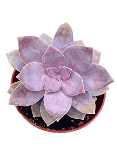 Live Succulent 4" Graptopetalum Superbum, Succulents Plants Live, Succulent Plants Fully Rooted, Hanging House Plant For Home Office Decoration, Diy Projects, Party Favor Gift By The Succulent Cult… #TOP4