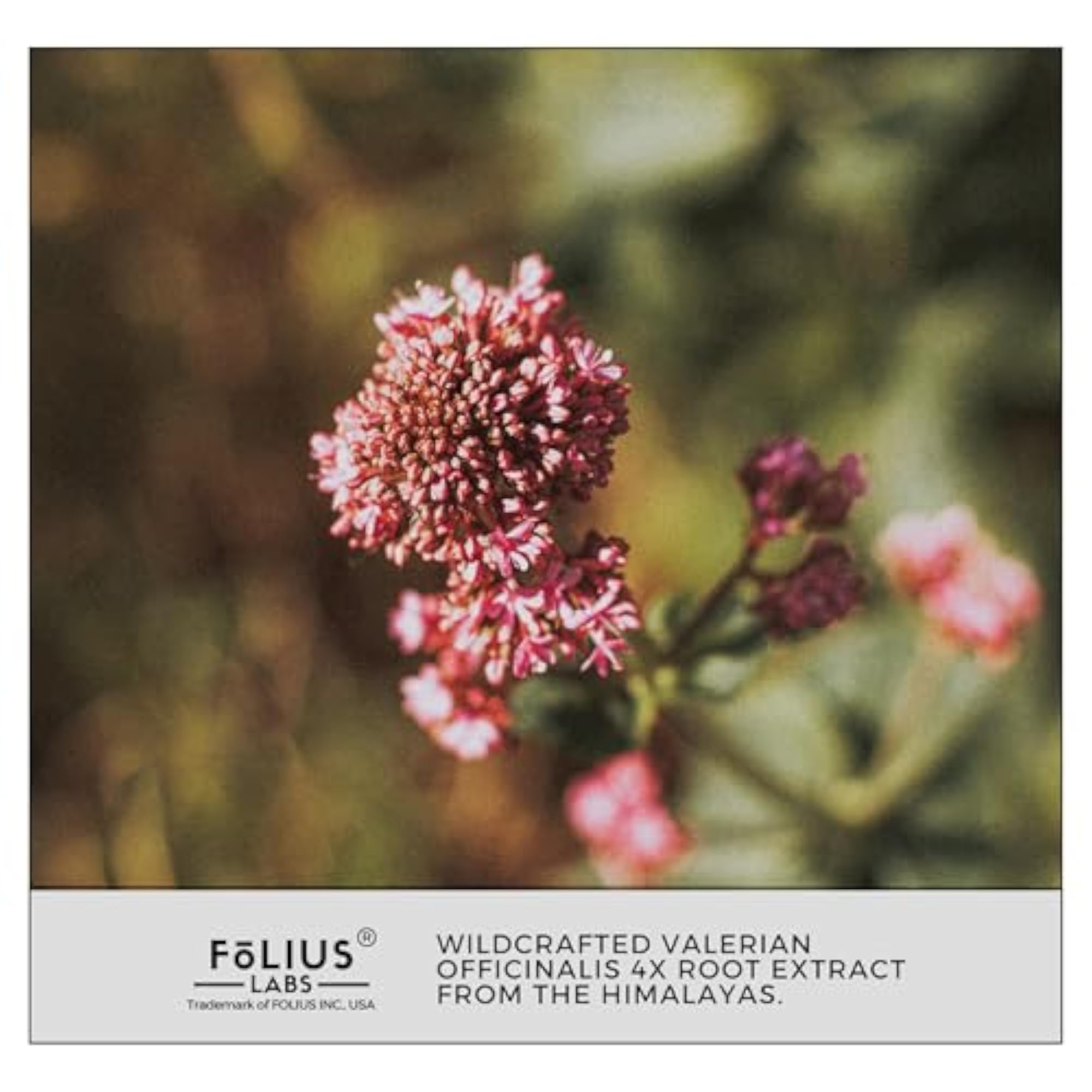 Valerian Root Extract Capsules, Relaxation Supplement