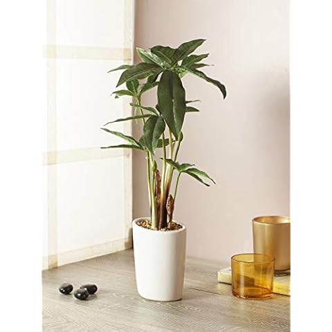 FOUR WALLS Fourwalls Range Artificial Pachira Plant Ceramic Vase (ABT38CMPACHIRA/1425/LGLVS/GRN) Cover