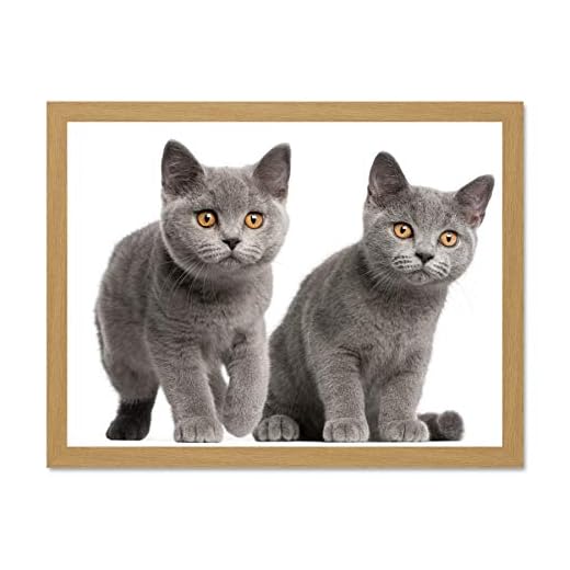 Wee Blue Coo LTD brittisk korthår kattungar orange ögon tassar foto konst stor inramad konst tryck affisch väggdekor 45 x 60 cm