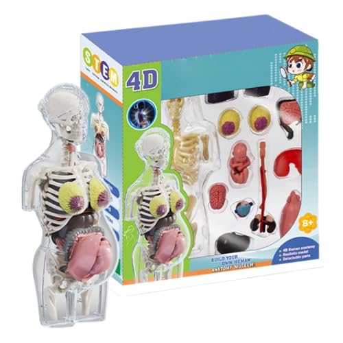 Maqueta del Cuerpo Humano | Modelo Anatómico De Mujer Embarazada | Kit De Anatomía Montable con Piezas Extraíbles, Figura Articulada Educativa para Niños Y Niñas, Uso En Aula Escuela Y Hogar